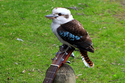 Photo: Kookaburra
